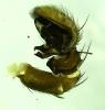 Xysticus cristatus
